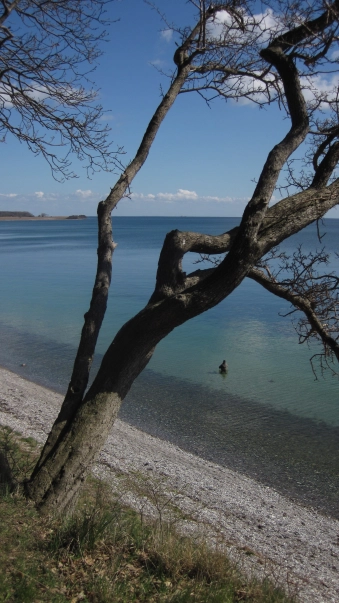 A tree with a view A tree with a view