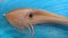 Video thumb for GT Squid