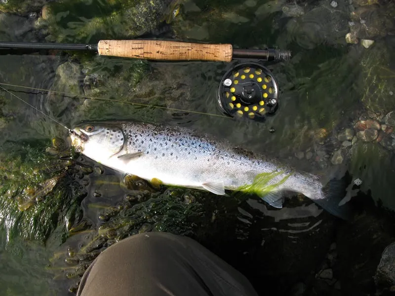 Another podcast fish - The fish that was caught on both hook and sound recording